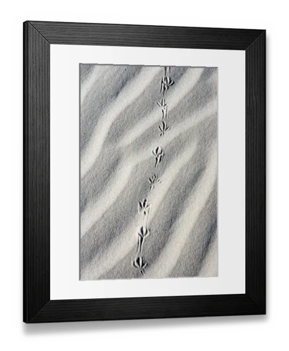 Framed Print : U. S. A. Texas. Bird tracks in the sand at Monahans Sandhills State Park in the Big Framed Print : U. S. A. Texas. Bird tracks in the sand at Monahans Sandhills State Park in the Big