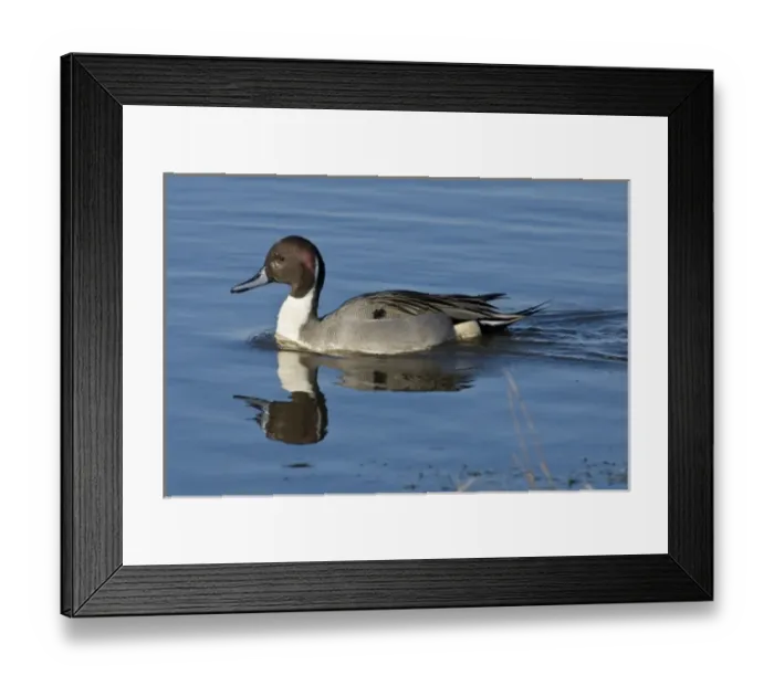 Framed Print : Baskett Slough National Wildlife Refuge, Oregon a Northern Pintail drake (Anas acuta) Framed Print : Baskett Slough National Wildlife Refuge, Oregon a Northern Pintail drake (Anas acuta)
