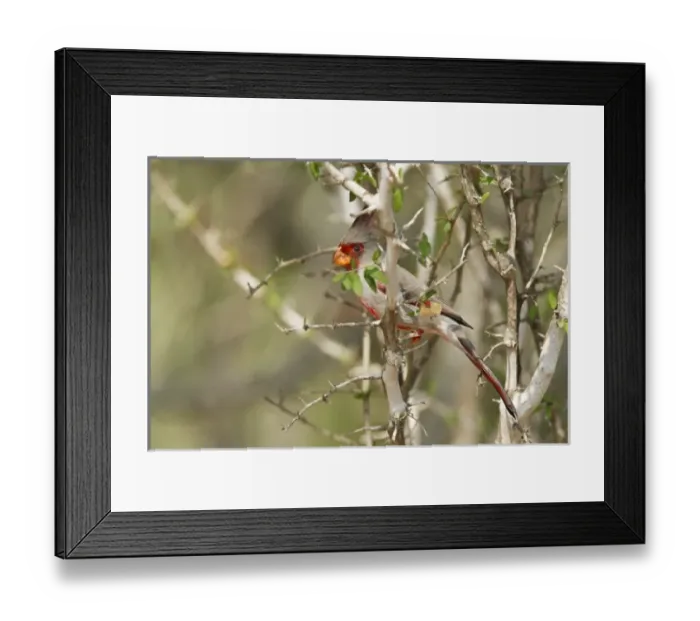 Framed Print : USA, North America, Texas Framed Print : USA, North America, Texas