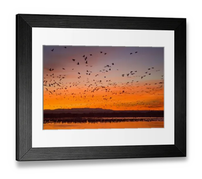 Framed Print : Snow Geese (Chen caerulescens) at sunrise, Bosque del Apache National Wildlife Refuge