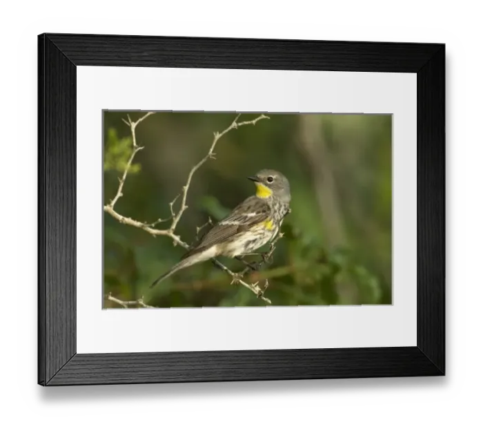 Framed Print : USA, Texas, Hill Country. Male yellow-rumped warbler perched on limb Framed Print : USA, Texas, Hill Country. Male yellow-rumped warbler perched on limb