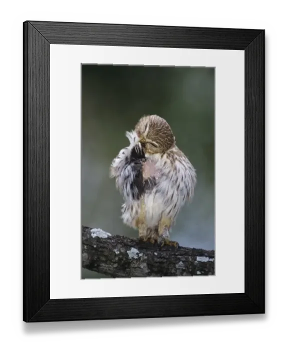 Framed Print : Ferruginous Pygmy-Owl, Glaucidium brasilianum, adult preening, Willacy County, Rio Grande Valley