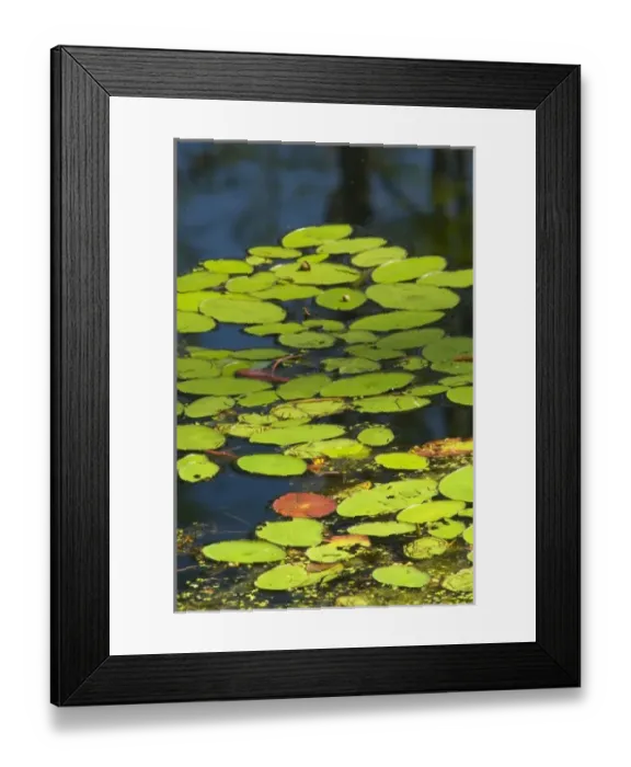 Framed Print : USA, North America, South Carolina Framed Print : USA, North America, South Carolina