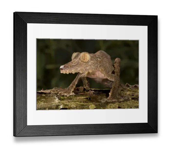 Framed Print : Madagascar Fringed Leaf-tail Gecko, Uroplatus fimbriatus, climbing up a moss covered tree Framed Print : Madagascar Fringed Leaf-tail Gecko, Uroplatus fimbriatus, climbing up a moss covered tree
