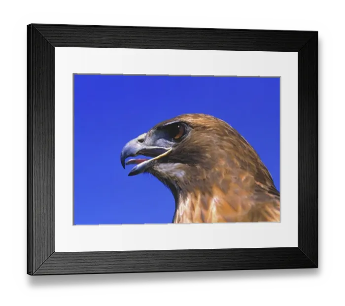 Framed Print : USA, Oregon, Bend. Golden eagles, such as this one in Central Oregon, are some of Framed Print : USA, Oregon, Bend. Golden eagles, such as this one in Central Oregon, are some of