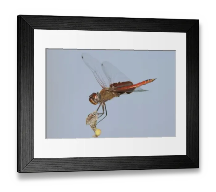Framed Print : USA, Texas, Travis County. Male red saddlebags perches on a tree limb Framed Print : USA, Texas, Travis County. Male red saddlebags perches on a tree limb