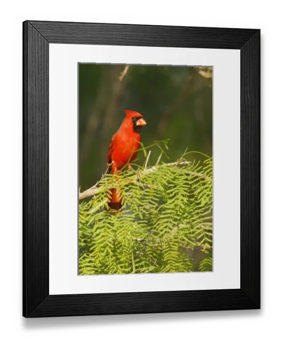 Framed Print : USA, North America, Texas Framed Print : USA, North America, Texas