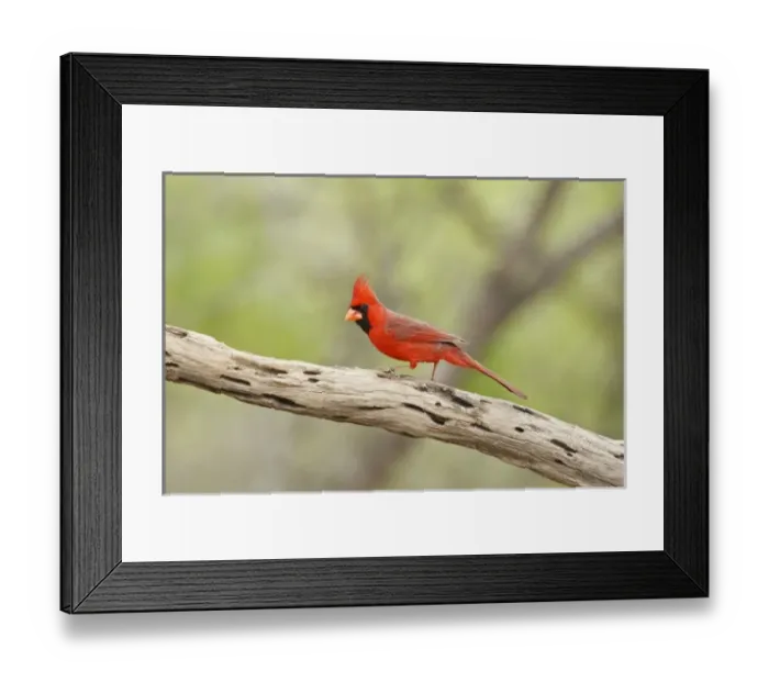 Framed Print : USA, North America, Texas Framed Print : USA, North America, Texas