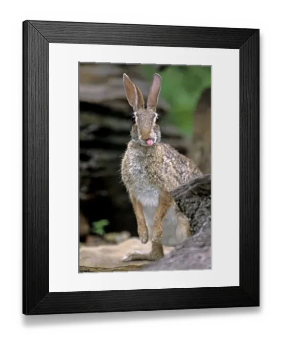 Framed Print : USA, North America, Texas Framed Print : USA, North America, Texas