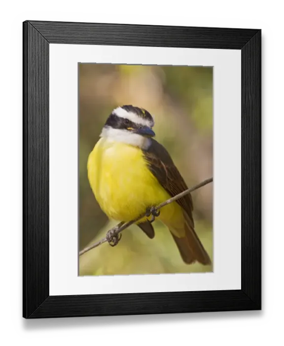 Framed Print : USA, North America, Texas