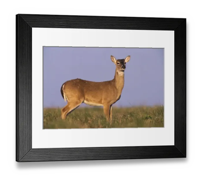Framed Print : White-tailed Deer, Odocoileus virginianus, buck, Welder Wildlife Refuge, Sinton, Texas