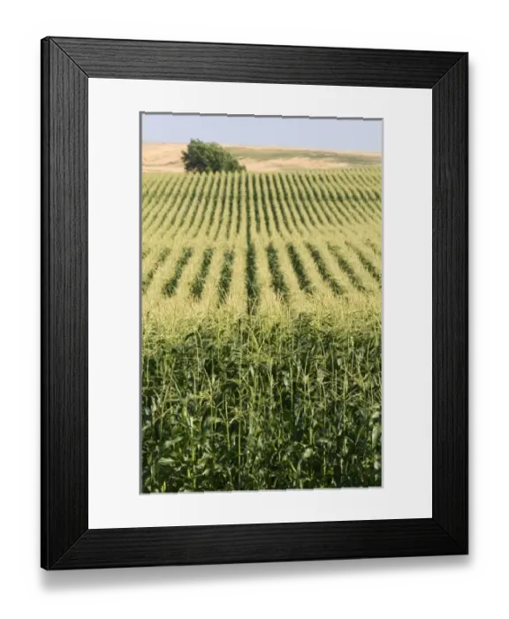 Framed Print : Crop of corn near Pasco, Washington Framed Print : Crop of corn near Pasco, Washington