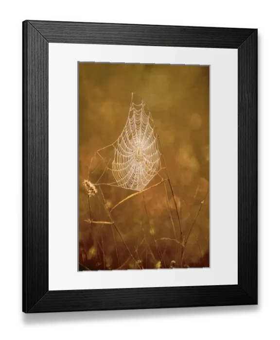 Framed Print : USA, Texas, Rio Grande Valley, McAllen. Close-up of backlit spider web Framed Print : USA, Texas, Rio Grande Valley, McAllen. Close-up of backlit spider web