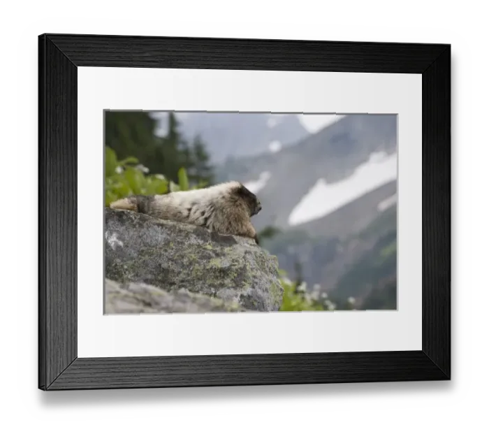 Framed Print : USA, Washington, North Cascades National Park, Cascade Pass. Marmot sitting on rock Framed Print : USA, Washington, North Cascades National Park, Cascade Pass. Marmot sitting on rock