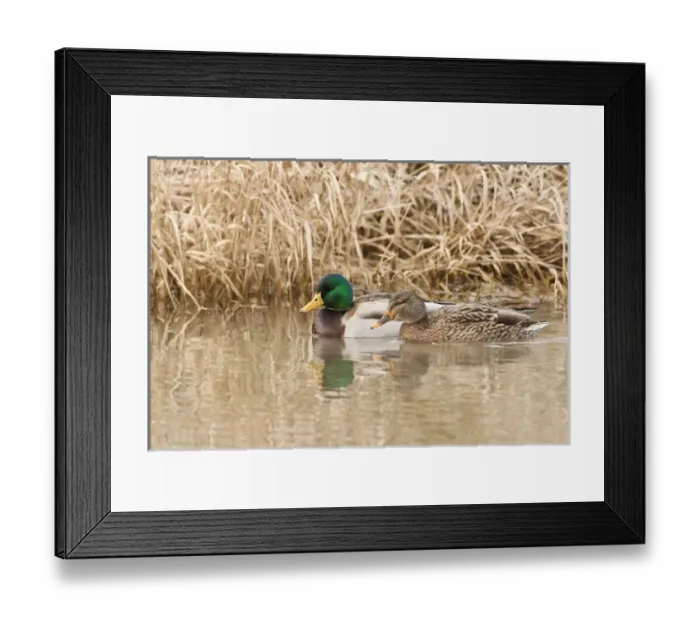 Framed Print : USA, North America, Oregon