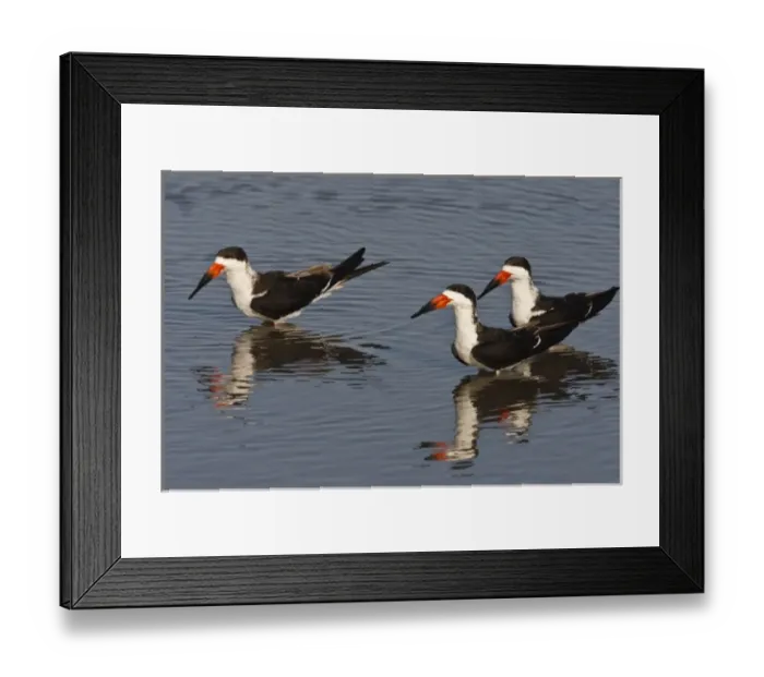 Framed Print : Laguna Madre, Texas, USA, Black Skimmer (Rhynchops niger) adults, bathing and feeding Framed Print : Laguna Madre, Texas, USA, Black Skimmer (Rhynchops niger) adults, bathing and feeding
