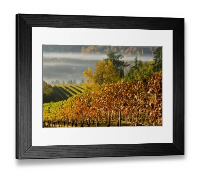Framed Print : Fog pools in a finger of the Willamette Valley seen from Maresh vineyard in the Red Framed Print : Fog pools in a finger of the Willamette Valley seen from Maresh vineyard in the Red