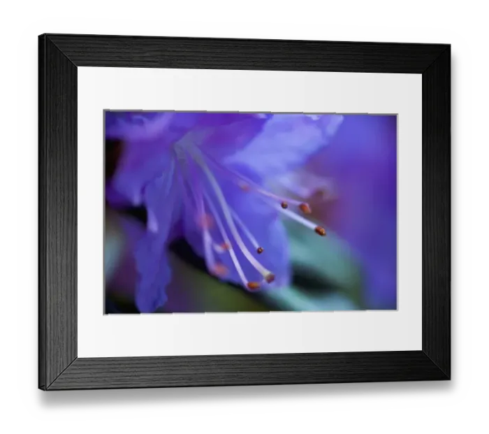 Framed Print : Bluish Purple small Rhododendron Bloom close-up, Sammamish Washington Framed Print : Bluish Purple small Rhododendron Bloom close-up, Sammamish Washington