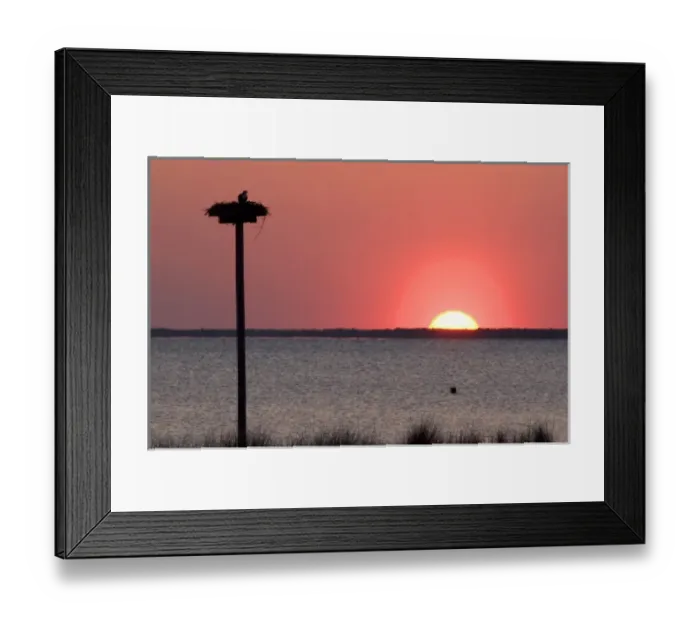 Framed Print : Osprey nesting at sunset on Abelmarle Sound at Kitty Hawk, North Carolina Framed Print : Osprey nesting at sunset on Abelmarle Sound at Kitty Hawk, North Carolina