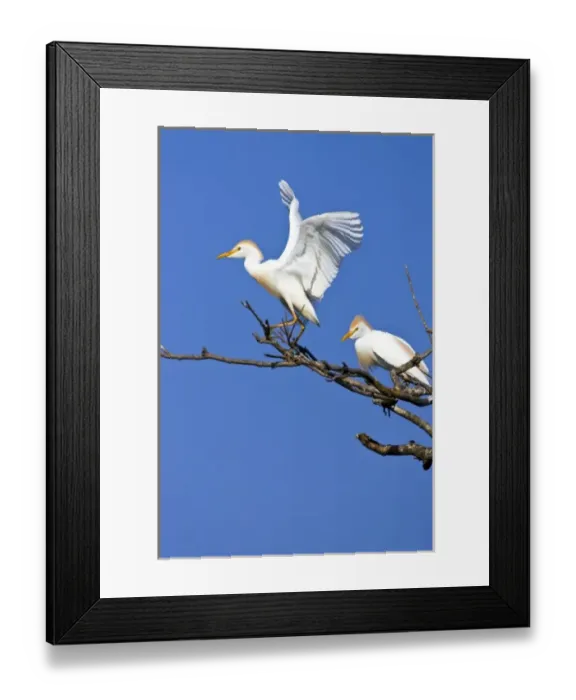 Framed Print : USA, Texas, High Island, High Island Rookery. Cattle egret pair in breeding plumage Framed Print : USA, Texas, High Island, High Island Rookery. Cattle egret pair in breeding plumage