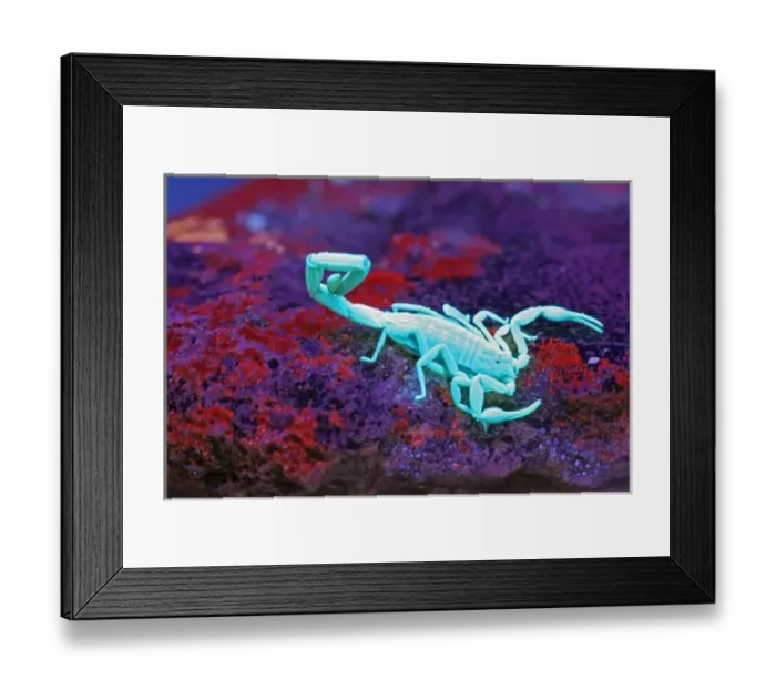 Framed Print : USA, Texas, Kimble County. Striped bark scorpion under black light