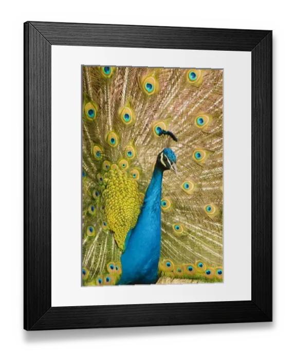 Framed Print : USA, North America, New Mexico