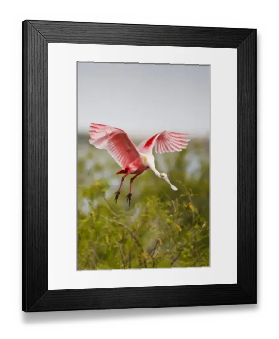 Framed Print : USA, North America, Texas