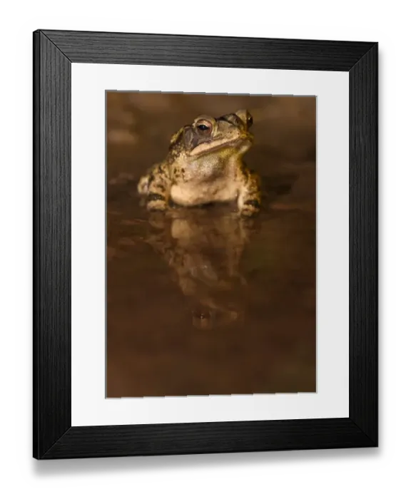 Framed Print : Gulf Coast Toad, Bufo valliceps, Texas coastline Framed Print : Gulf Coast Toad, Bufo valliceps, Texas coastline