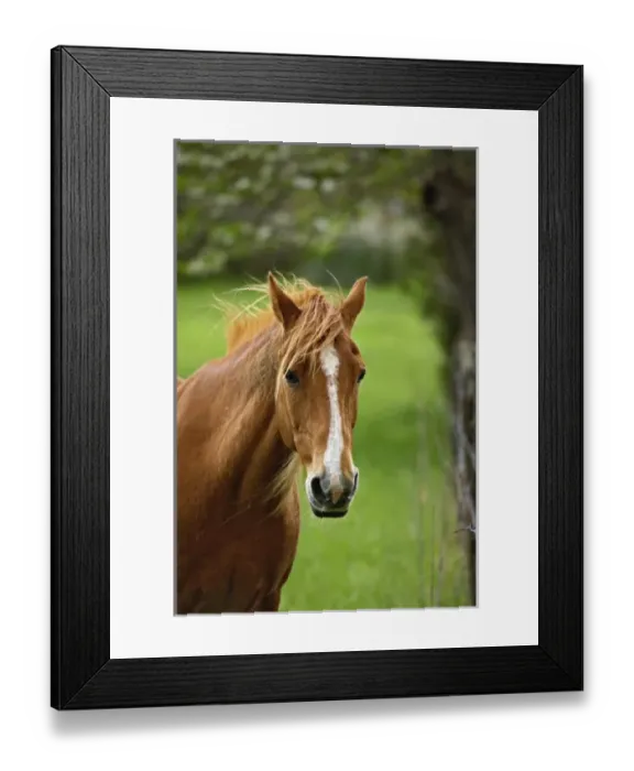 Framed Print : USA, North America, Tennessee Framed Print : USA, North America, Tennessee