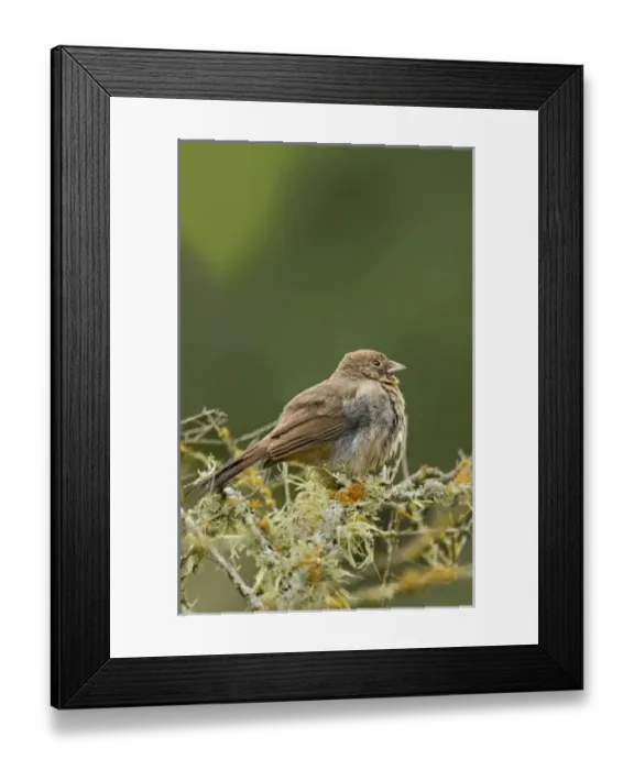 Framed Print : USA, North America, Texas Framed Print : USA, North America, Texas