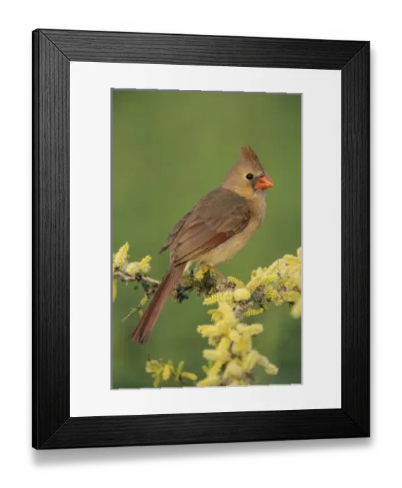 Framed Print : Northern Cardinal, Cardinalis cardinalis, female on blooming Blackbrush Acacia (Acacia rigidula) Framed Print : Northern Cardinal, Cardinalis cardinalis, female on blooming Blackbrush Acacia (Acacia rigidula)