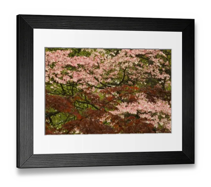 Framed Print : USA, Virginia, Arlington, brances of pink blooming dogwood and maple trees Framed Print : USA, Virginia, Arlington, brances of pink blooming dogwood and maple trees