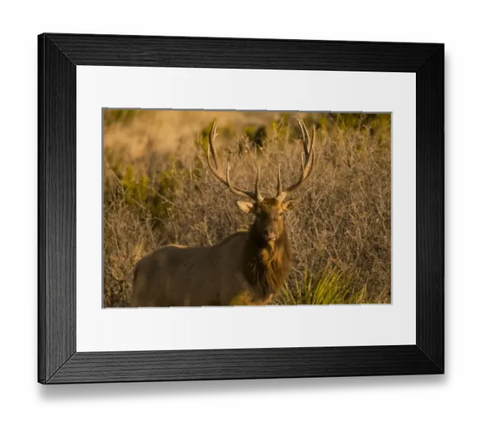 Framed Print : A large bull desert elk (Cervus elaphus) raw faced from feeding on prickly cactus Framed Print : A large bull desert elk (Cervus elaphus) raw faced from feeding on prickly cactus