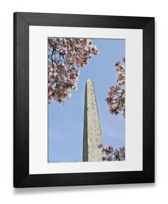 Framed Print : Egyptian obelisk and magnolia blossoms Central Park New York City