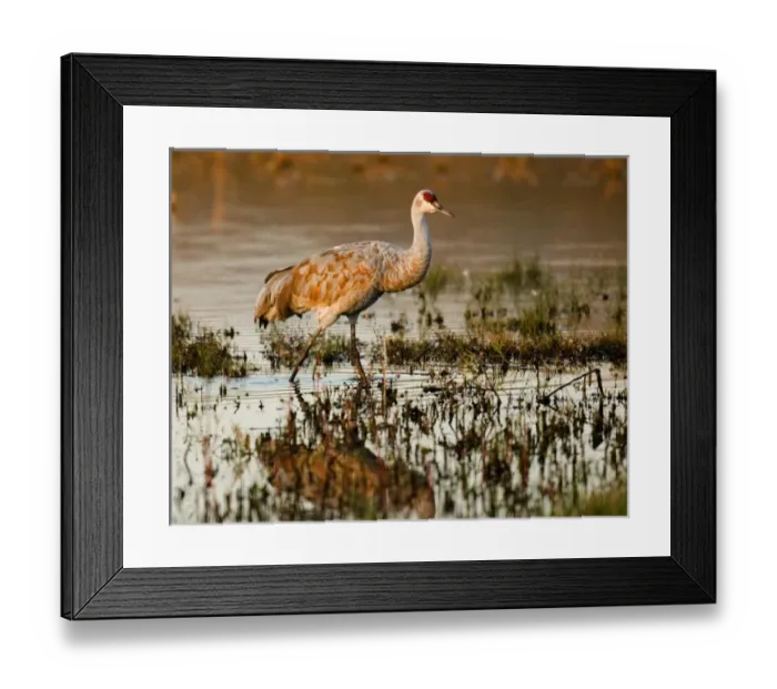 Framed Print : USA, New Mexico, Bosque del Apache National Wildlfe Refuge, Sandhill Crane Framed Print : USA, New Mexico, Bosque del Apache National Wildlfe Refuge, Sandhill Crane