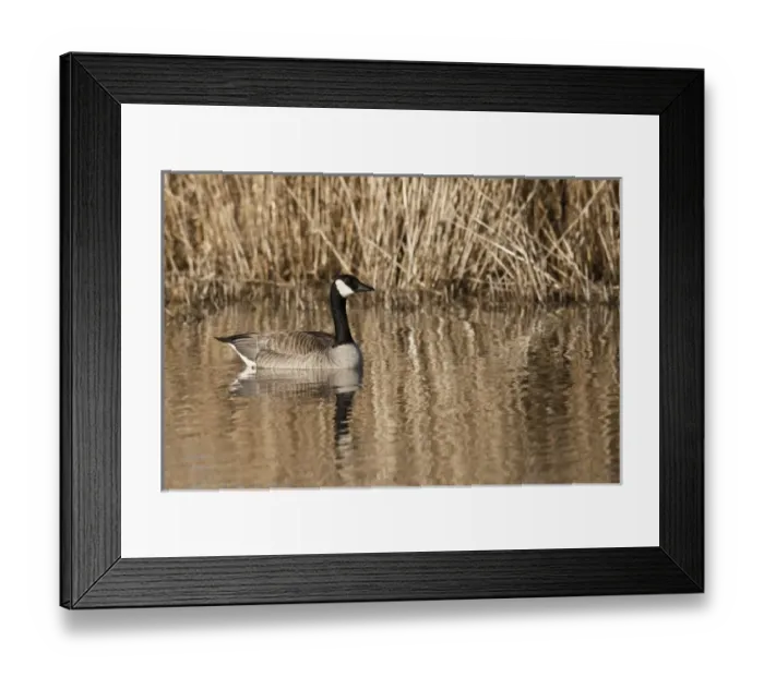 Framed Print : USA, North America, Oregon Framed Print : USA, North America, Oregon