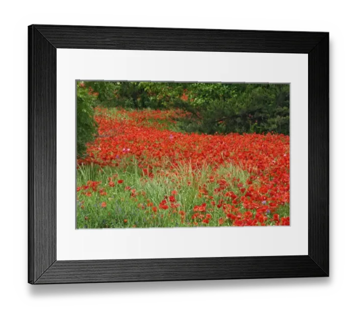 Framed Print : Field of hybrid poppy flowers planted along roadway, North Carolina Papaveraceae spp