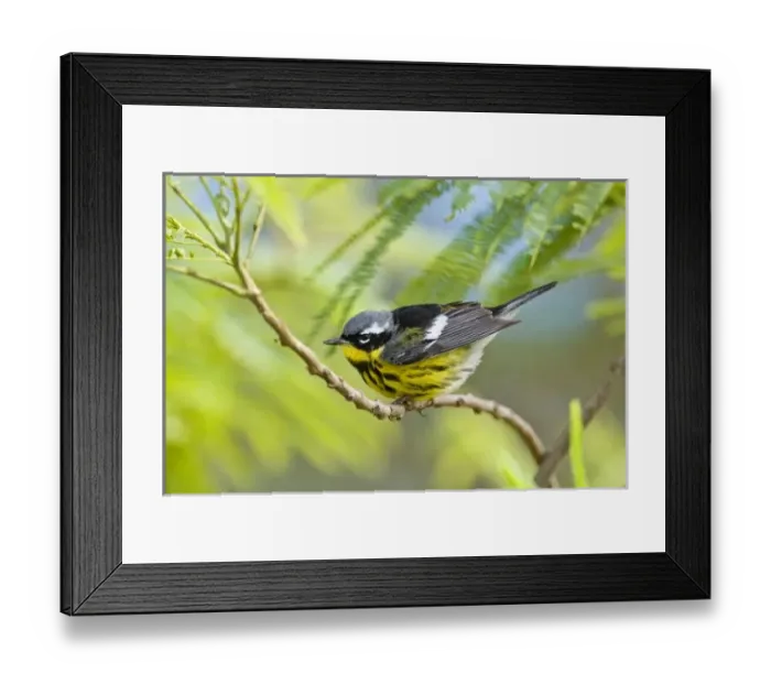 Framed Print : USA, North America, Texas Framed Print : USA, North America, Texas