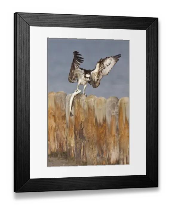 Framed Print : Osprey (Pandion haliaetus) on piling with menhaden caught in the Laguna Madre, South Padre Island Framed Print : Osprey (Pandion haliaetus) on piling with menhaden caught in the Laguna Madre, South Padre Island