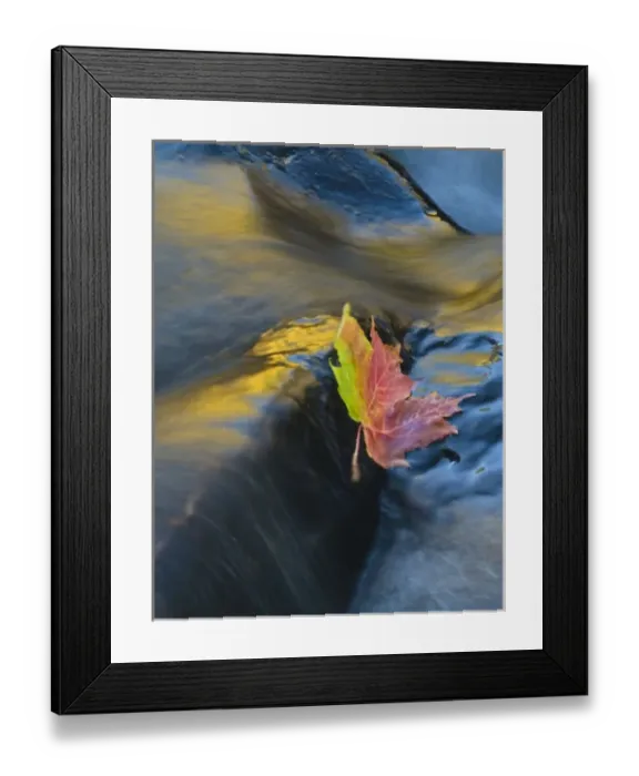 Framed Print : USA, New York, Adirondack Mountains. Maple leaf floats downstream in Buttermilk Falls Framed Print : USA, New York, Adirondack Mountains. Maple leaf floats downstream in Buttermilk Falls