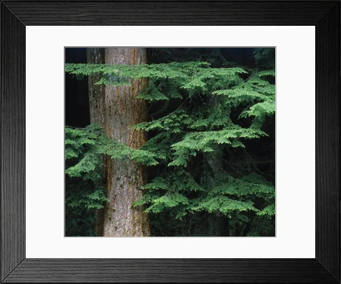 Framed Print : USA, Oregon, Corvallis. New Douglas fir growth shades the trunk of an old growth