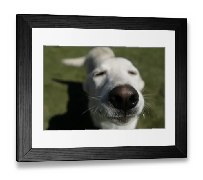 Framed Print : Santa Fe, New Mexico, USA. Happy white labrador retriever at adoption event Framed Print : Santa Fe, New Mexico, USA. Happy white labrador retriever at adoption event