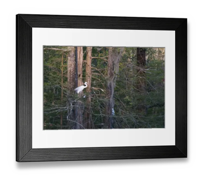 Framed Print : Charleston, South Carolina, USA. An egret pershed in the Auduobon Swamp Garden Framed Print : Charleston, South Carolina, USA. An egret pershed in the Auduobon Swamp Garden