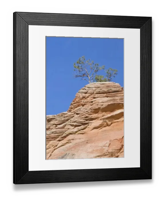 Framed Print : USA, Utah, Zion NP, Red Rock Tree Framed Print : USA, Utah, Zion NP, Red Rock Tree