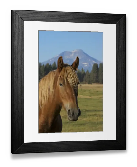 Framed Print : USA, Oregon, Sisters, view of Three Sisters, Cascade Range, horse