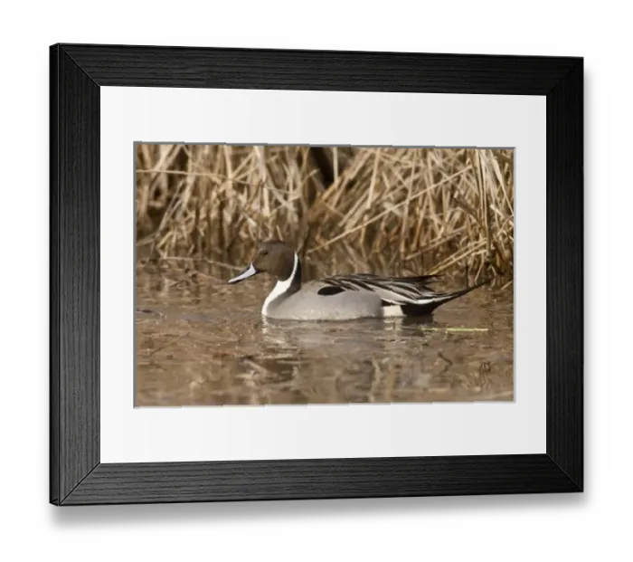 Framed Print : Baskett Slough National Wildlife Refuge, Oregon, a Northern Pintail (Anas acuta) drake