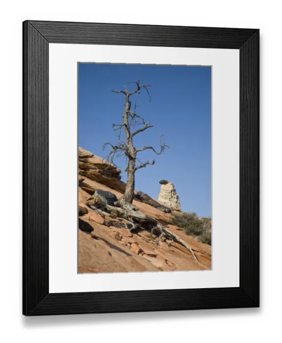 Framed Print : Utah, Zion National Park, Old tree and hoodoo Framed Print : Utah, Zion National Park, Old tree and hoodoo