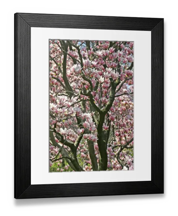 Framed Print : Magnolia tree in bloom Central Park New York City Framed Print : Magnolia tree in bloom Central Park New York City