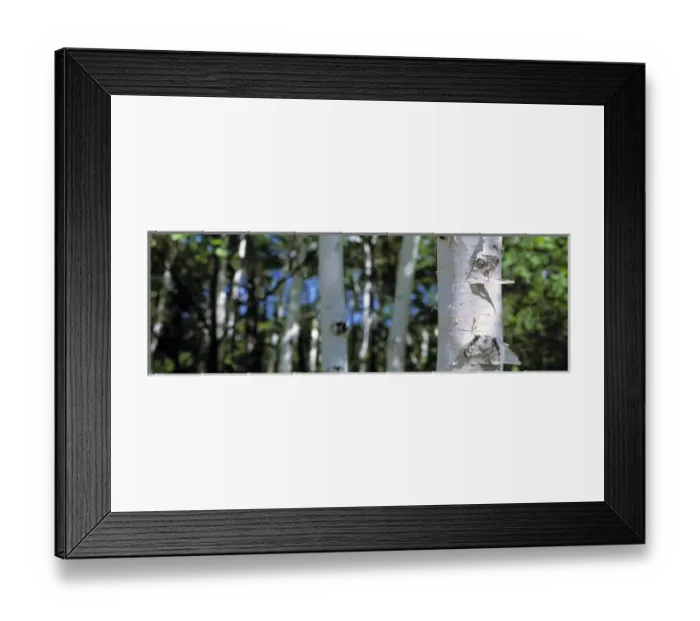 Framed Print : USA, New Hampshire. A paper birch forest catches light in the White Mountains in New Hampshire