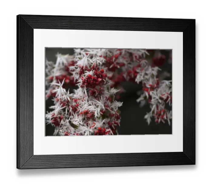 Framed Print : Red Berries with Frost